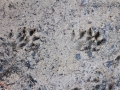 Mink Tracks