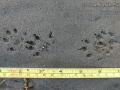 Mink Tracks