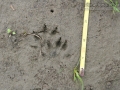 Mink Tracks