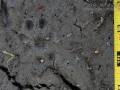 Mink Tracks