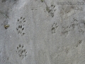 Mink Tracks