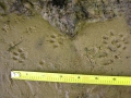 Mink Tracks
