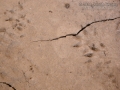 Mink Tracks