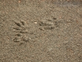 Mink Tracks