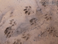 Mink Tracks