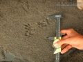 Mink Tracks
