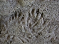 Opossum and River Otter Tracks