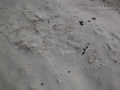 River Otter Roll, Scent Marking & Scat