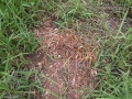 River Otter Scat
