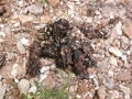 River Otter Scat