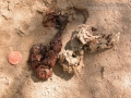 River Otter Scat