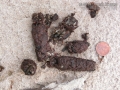 River Otter Scat