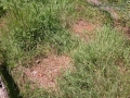 River Otter Scat