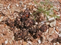 River Otter Scat
