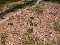River Otter Scat