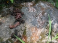 River Otter Scat