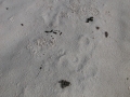 River Otter Scat
