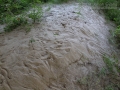 River Otter Scat
