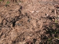 River Otter Scat