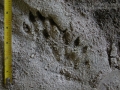 River Otter Tracks