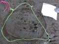 River Otter Tracks