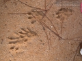 River Otter Tracks