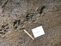 River Otter Tracks