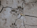 River Otter Tracks