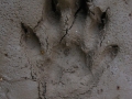 River Otter Tracks