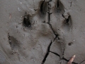 River Otter Tracks