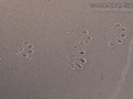 River Otter Tracks