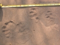 River Otter Tracks