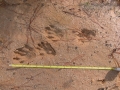 River Otter Tracks