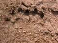 River Otter Tracks