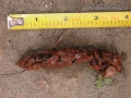 River Otter Scat