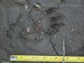 River Otter Tracks