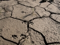 River Otter Tracks