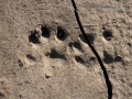 River Otter Tracks
