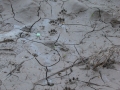 River Otter Tracks