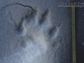 Wolverine Tracks