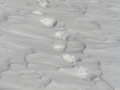 Wolverine Tracks