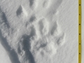 Wolverine Tracks