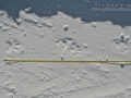 Wolverine Tracks