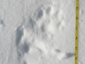 Wolverine Tracks