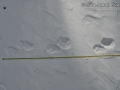 Wolverine Tracks
