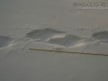 Wolverine Tracks