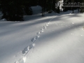 Wolverine Tracks