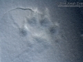 Wolverine Tracks