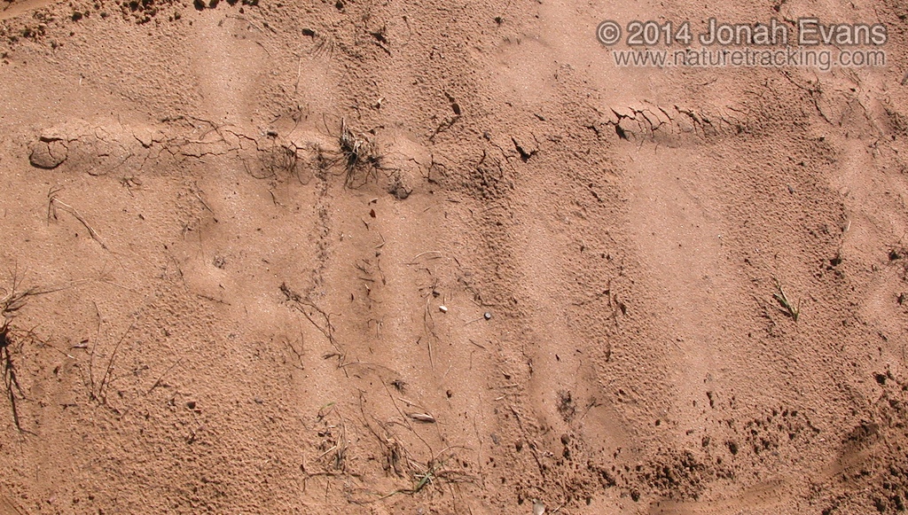 Mole Ridge