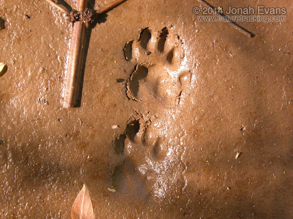 Ringtail Tracks